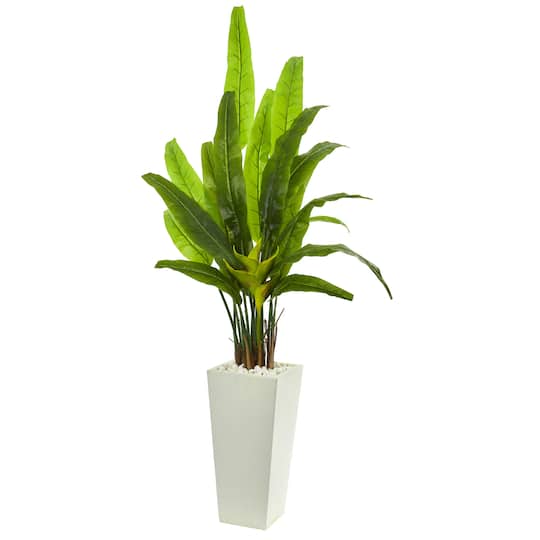 6ft. Potted Travelers Palm Tree in Decorative Planter